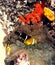 Three-Band Anemonefish w/ Bubble-Tip Anemone