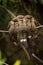 Three band-tailed nightjars squeezing together on branch