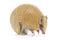 Three Banded Armadillo