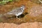 Three-banded Plover