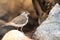 Three-banded plover