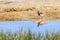 Three Banded Plover