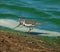 Three-banded Plover