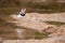 Three-Banded Plover (Charadrius tricollaris)