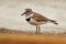 Three-banded Plover - Charadrius tricollaris small wader, resident in much of eastern and southern Africa and Madagascar, inland