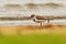 Three-banded Plover - Charadrius tricollaris small wader, resident in much of eastern and southern Africa and Madagascar, inland