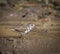 Three banded plover,in swamp environment