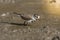 Three banded plover,in swamp environment