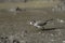 Three banded plover,in swamp environment