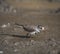 Three banded plover,in swamp environment,