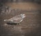 Three banded plover,in swamp environment, South Africa