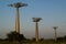 Three baobabs in perspective