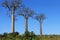 Three baobabs tree