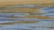 Three Bar-tailed Godwits or Limosa lapponica walk at seashore, portrait, selective focus, shallow DOF