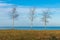 Three Bare Trees along the Shore of Lake Michigan in Chicago