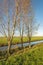 Three bare trees on the edge of a polder ditch