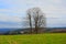 Three bare trees in a meadow, with a small stone cross in between in a cloudy Ardennes landscape