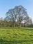 Three bare trees stand against a blue winter sky