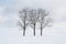 Three bare trees standing straight in a filed of snow on a cloudy day