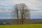 Three bare winter trees with a small stone cross in between in a cloudy Ardennes landscape