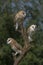 Three Barn owls Tyto alba sitting on a branch. Dark green background. Noord Brabant in the Netherlands.