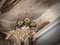 Three barn swallow chicks sitting in a nest and waiting to be fed