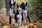 Three Basenji dogs in autumn park