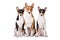 Three basenji dogs on white