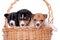 Three Basenji puppies, isolated on white