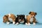 Three basenji puppies lined up in a row