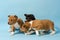 Three basenji puppies playing