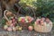 Three baskets of natural organic ripe red heirloom delicious organic apples in late afternoon autumn light, healthy, diet friendly