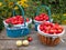 Three baskets of red apples on an unpainted wood table in a summer farm garden