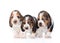Three basset hound puppies standing in front. isolated on white