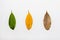 Three bay leaves of different colors, representing the transit