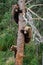 Three bear cubs in a tree