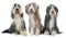 Three bearded collie