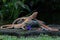 Three bearded dragons Pogona sp are sunbathing before starting their daily activities.