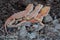 Three bearded dragons are sunbathing.