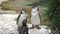 Three beautiful adult penguins close up