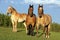 Three beautiful Belgium Draft-horses standing together at summer pasture