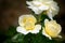 Three beautiful blooming soft yellow tea rose flowers close up, tender white beige roses blossom, light golden color flower buds