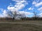 Three beautiful branchy trees on the edge of the forest on a sunny day