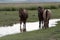 Three beautiful brown horses in a creek. Green landscape in the background. Mongolia