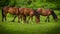 Three beautiful brown horses grazing symmetrically on a green meadow