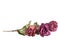 Three beautiful burgundy roses flowers with long stem and green leaves on white background isolated closeup