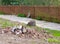 Three beautiful cats rest on dry leaves by a footpath at Athalassa Park in Nicosia, Cyprus