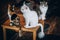 Three beautiful cats resting on table in cat cafe