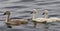 Three beautiful chicks of the mute swans are swimming