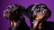 Three beautiful dachshund dogs on purple background,  Studio shot